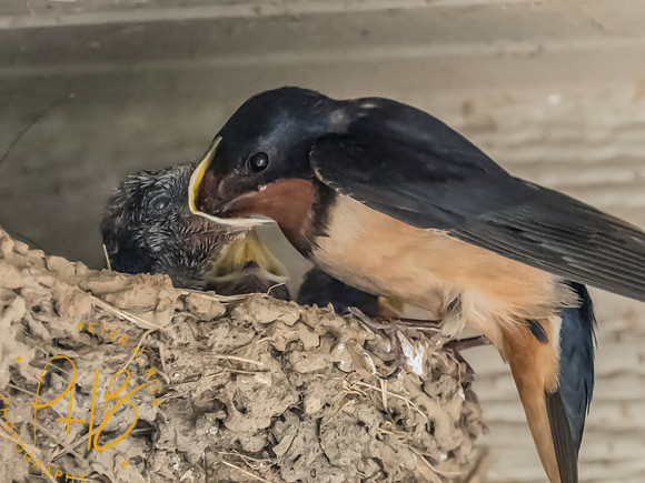 Indiana Birds and Wildlife 2025 6702