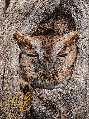 Indiana Birds and Wildlife 2025 3591-Edit