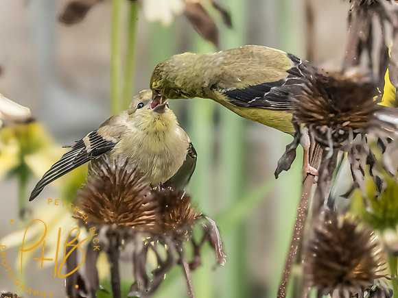 Indiana Birds and Wildlife 2025 9189-Edit-Edit