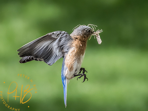 -Indiana Birds and Wildlife 2022 4975-Edit-Edit
