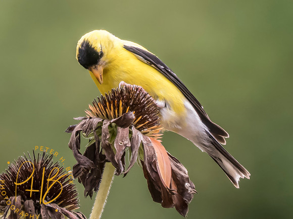 Indiana Birds and Wildlife 2025 9344-Edit