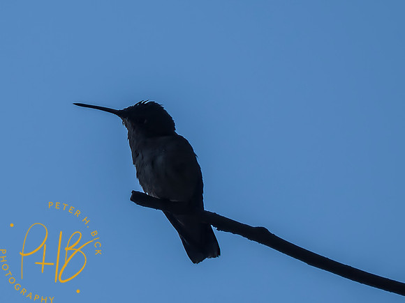Indiana Birds and Wildlife 2025 9776-Edit