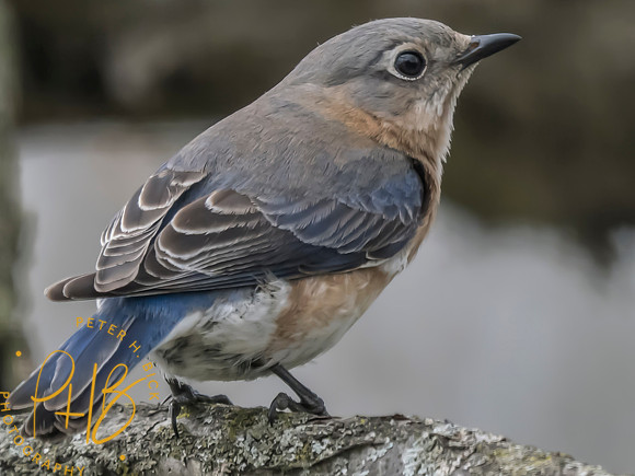 Indiana Birds and Wildlife 2025 4092-Edit