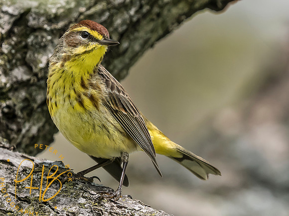 Indiana Birds and Wildlife 2025 4912-Edit