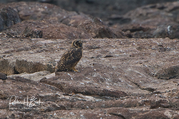 Galapagos 11-07 0968