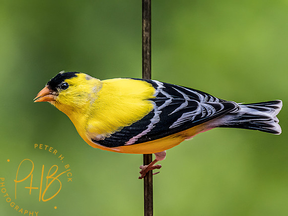 -Indiana Birds and Wildlife 2022 5128-Edit-Edit