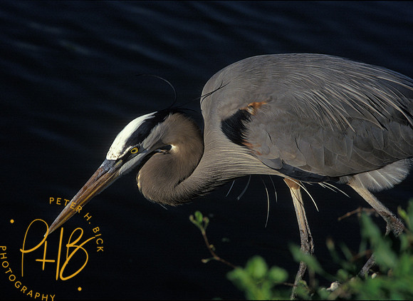 GB heron EG 90-1p3