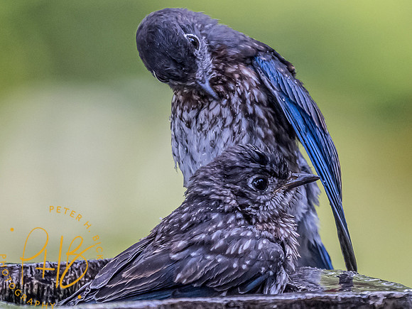 -Indiana Birds and Wildlife 2021 8633