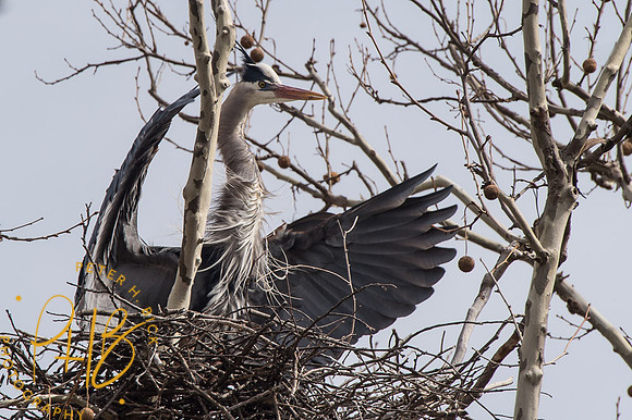 Indy Heron Rookery 2014 0004