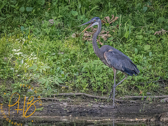 -Indiana Birds and Wildlife 2022 6715-Edit-Edit