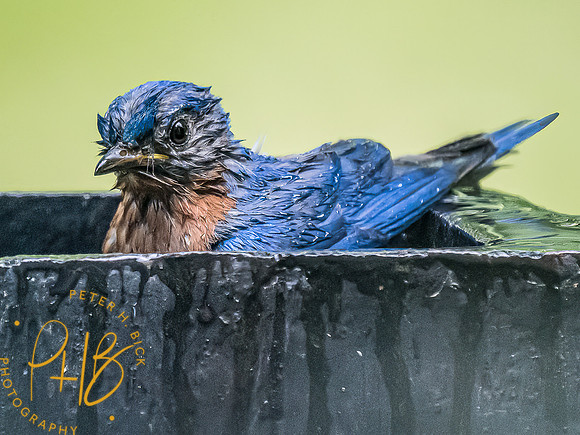 -Indiana Birds and Wildlife 2022 7096-Edit-Edit