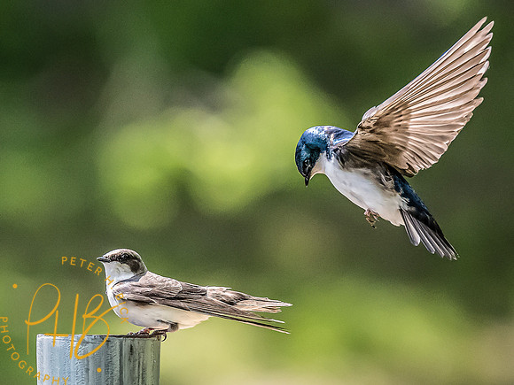 -Indiana Birds and Wildlife 2022 4353-Edit-Edit
