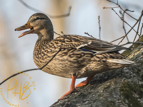 Indiana Birds and Wildlife 2025 3123-Edit