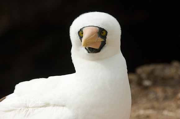 Galapagos 11-07 1084