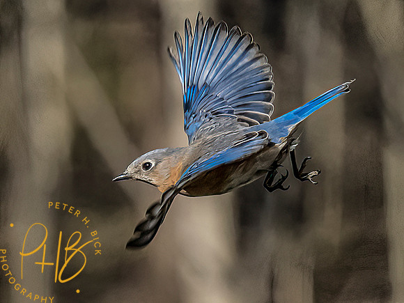 -Indiana Birds and Wildlife 2022 3363-Edit-Edit