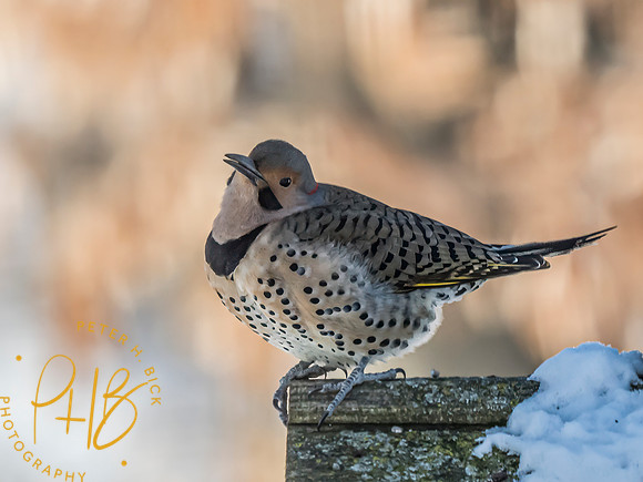 Indiana Birds and Wildlife 2025 0530-Edit