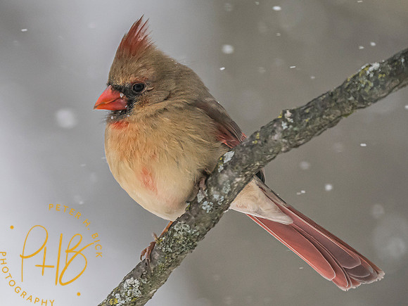 Indiana Birds and Wildlife 2025 0432-Edit