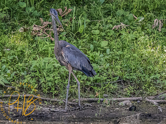-Indiana Birds and Wildlife 2022 6714-Edit-Edit