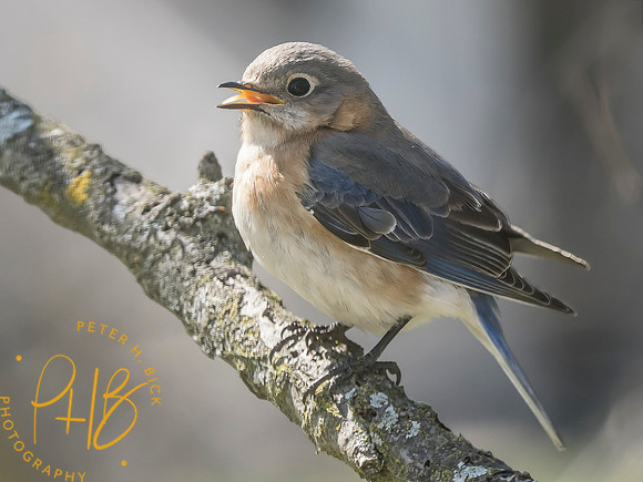 Indiana Birds and Wildlife 2025 4133-Edit