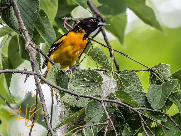 -Indiana Birds and Wildlife 2022 5871-Edit-Edit