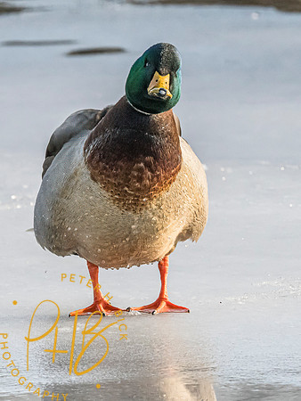 Indiana Birds and Wildlife 2025 1875-Edit