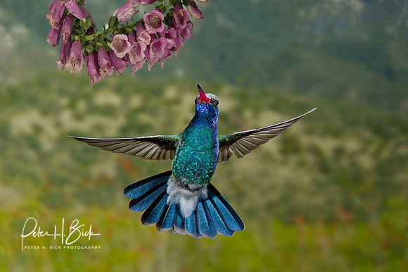 Broad-Billed Hummingbird  1389-Edit