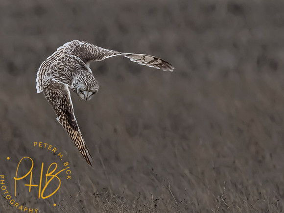 Indiana Birds and Wildlife 2024 1622-Edit