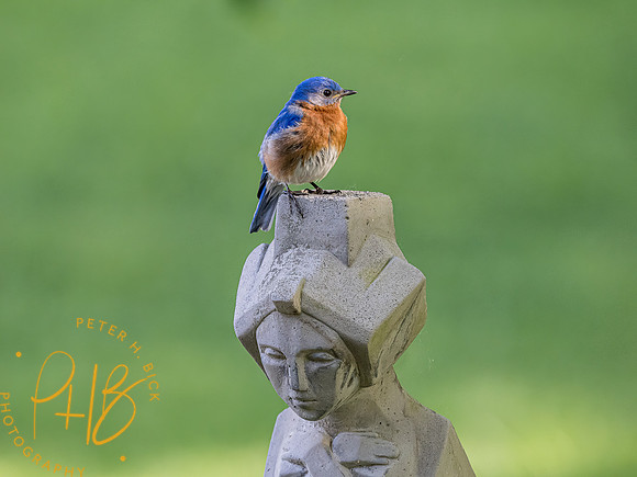 -Indiana Birds and Wildlife 2022 5245-Edit-Edit