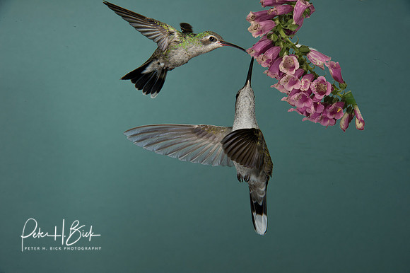 Magnificent and Broad-Billed Hummingbird 0900-Edit