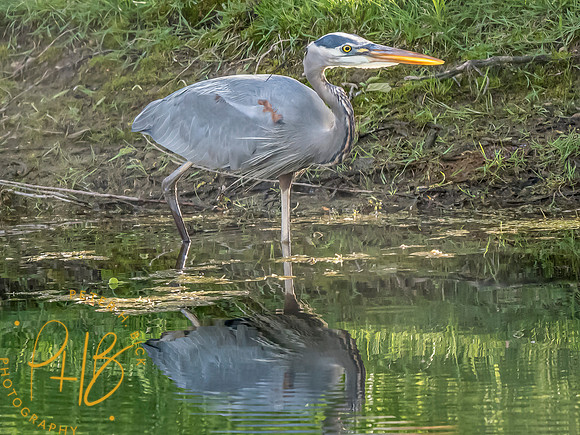 Indiana Birds and Wildlife 2024 5727-Edit