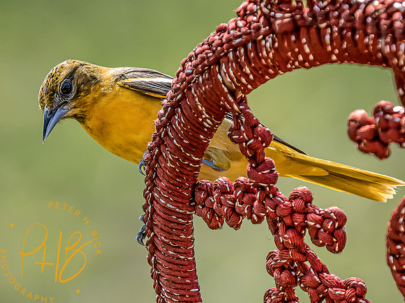 -Indiana Birds and Wildlife 2022 3973-Edit-Edit