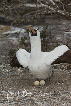 Galapagos 11-07 0741