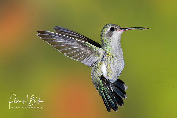 Broad-Billed Hummingbird 0937