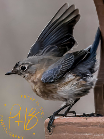 Indiana Birds and Wildlife 2025 1954-topaz-sharpen