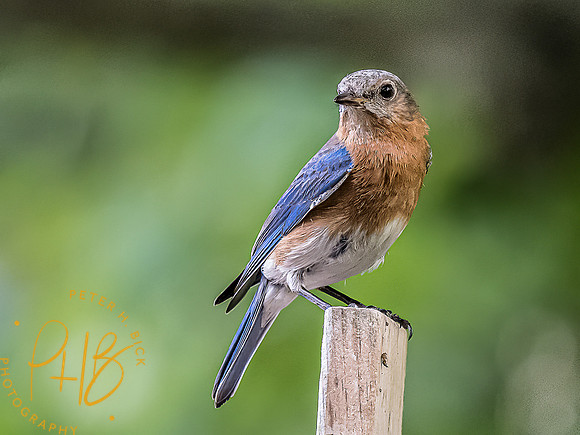 -Indiana Birds and Wildlife 2022 7144-Edit-Edit