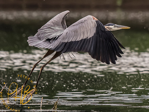 -Indiana Birds and Wildlife 2022 5984-Edit-Edit