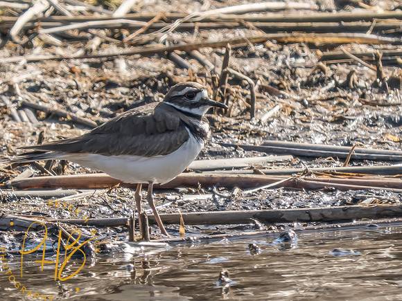 Indiana Birds and Wildlife 2025 3518-Edit