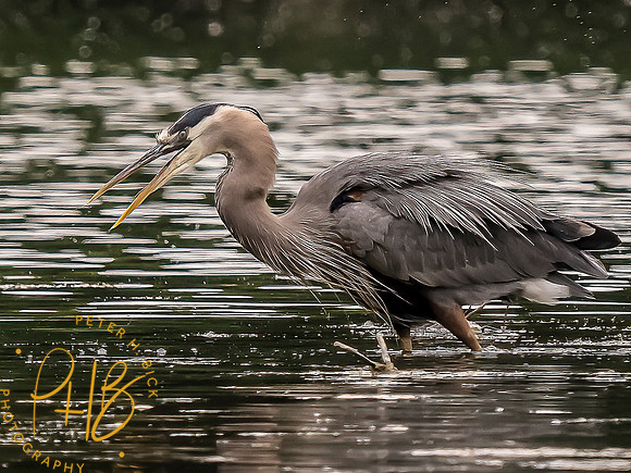 -Indiana Birds and Wildlife 2022 5976-Edit-Edit