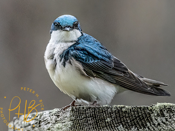 -Indiana Birds and Wildlife 2022 3303-Edit-Edit