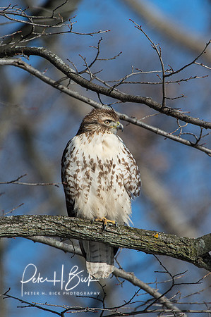 Zionsville Birds 2015 0359