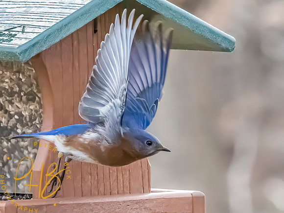 Indiana Birds and Wildlife 2025 1933-Edit-topaz-focus