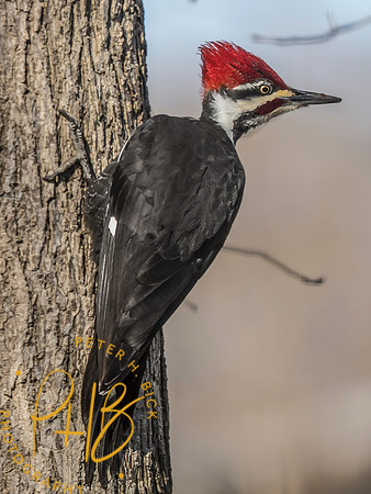Indiana Birds and Wildlife 2025 3245-Edit