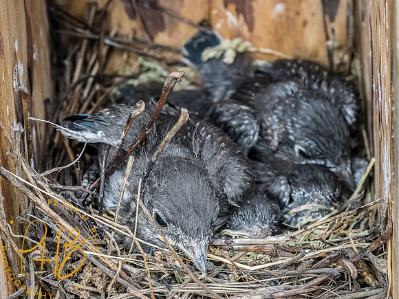 -Indiana Birds and Wildlife 2022 7054-Edit-Edit