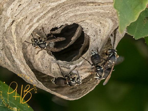 Indiana Birds and Wildlife 2025 7978-Edit