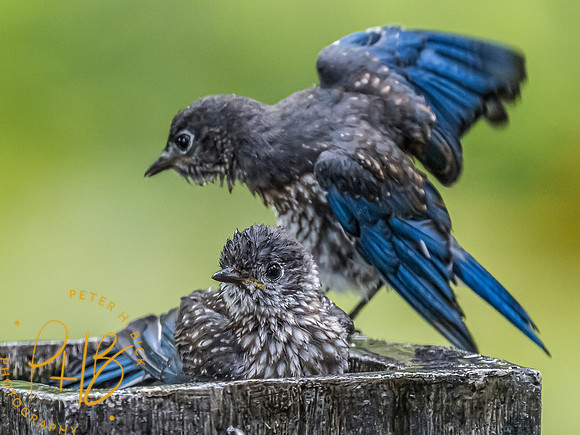 -Indiana Birds and Wildlife 2021 8643
