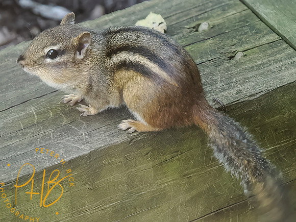 Indiana Birds and Wildlife 2025 8336-Edit