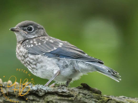 Indiana Birds and Wildlife 2025 7731-Edit