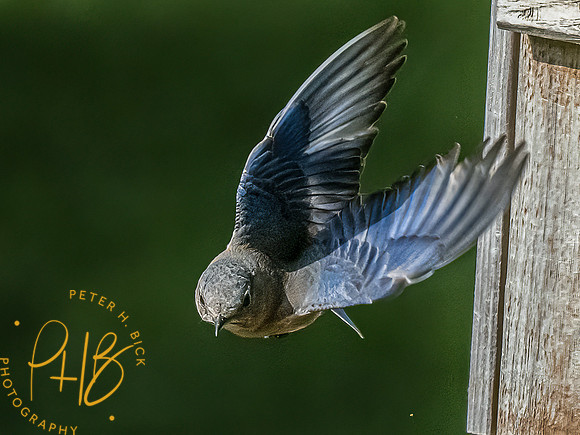 -Indiana Birds and Wildlife 2022 4863-Edit-Edit