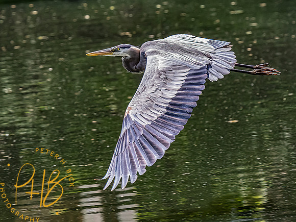 -Indiana Birds and Wildlife 2022 4816-Edit-Edit