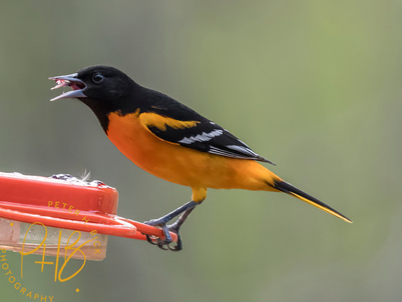 Indiana Birds and Wildlife 2025 4759-Edit